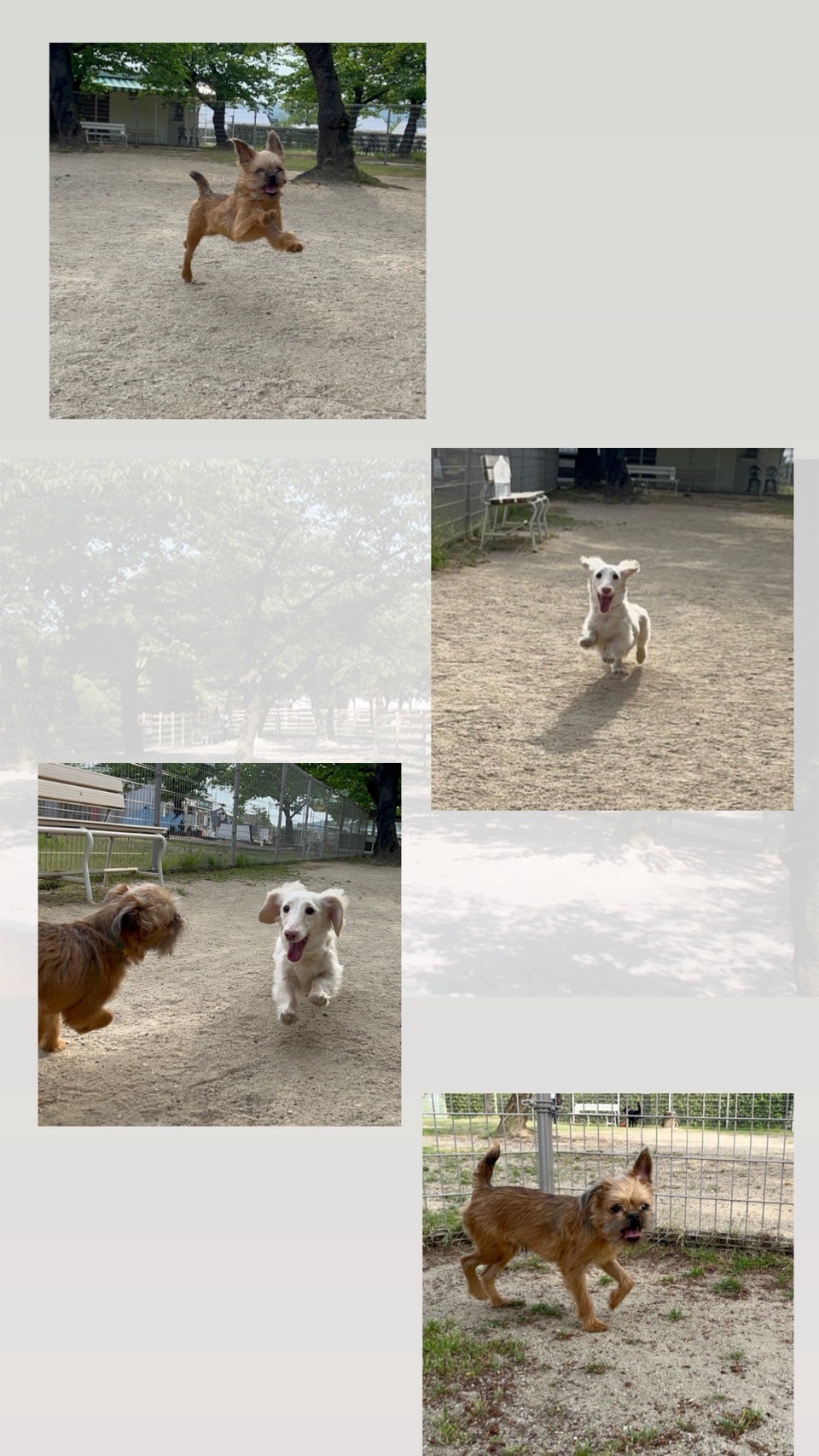 ドッグランへ🐕