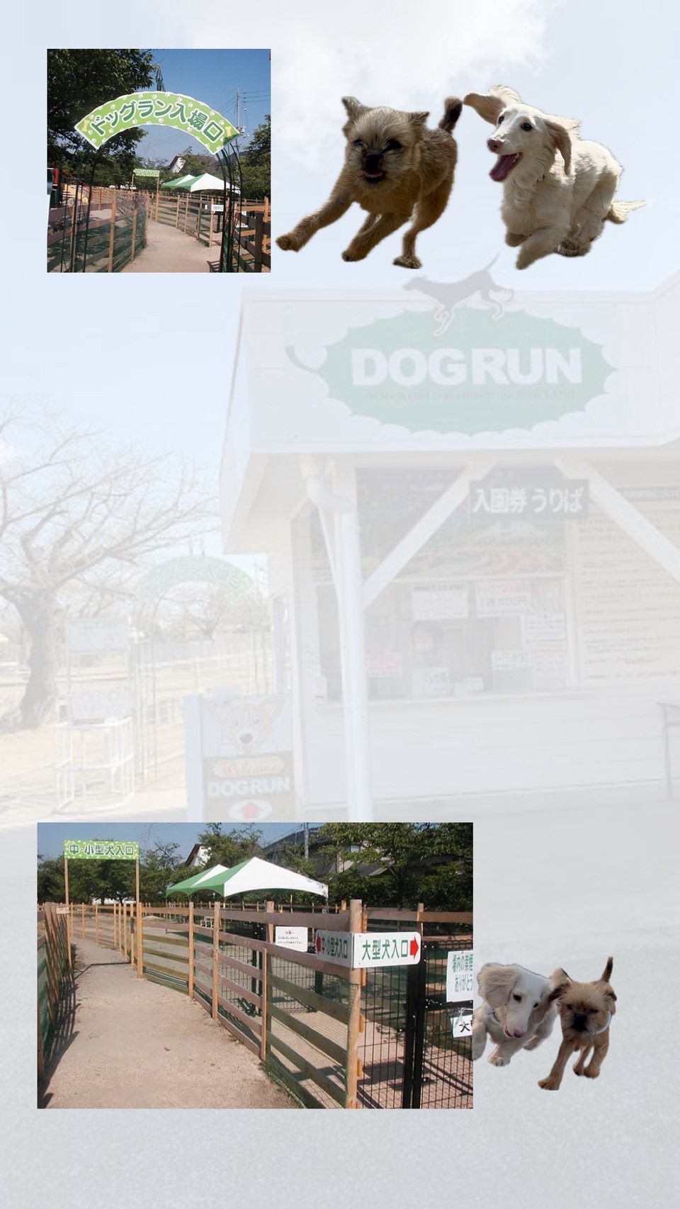 ドッグランへ🐕