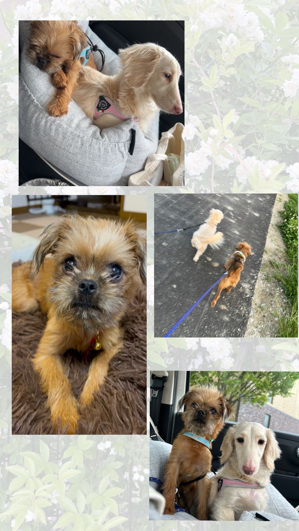 ドッグランへ🐕