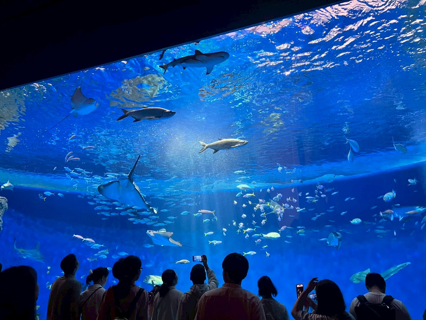 涼を求めて…🐠🫧