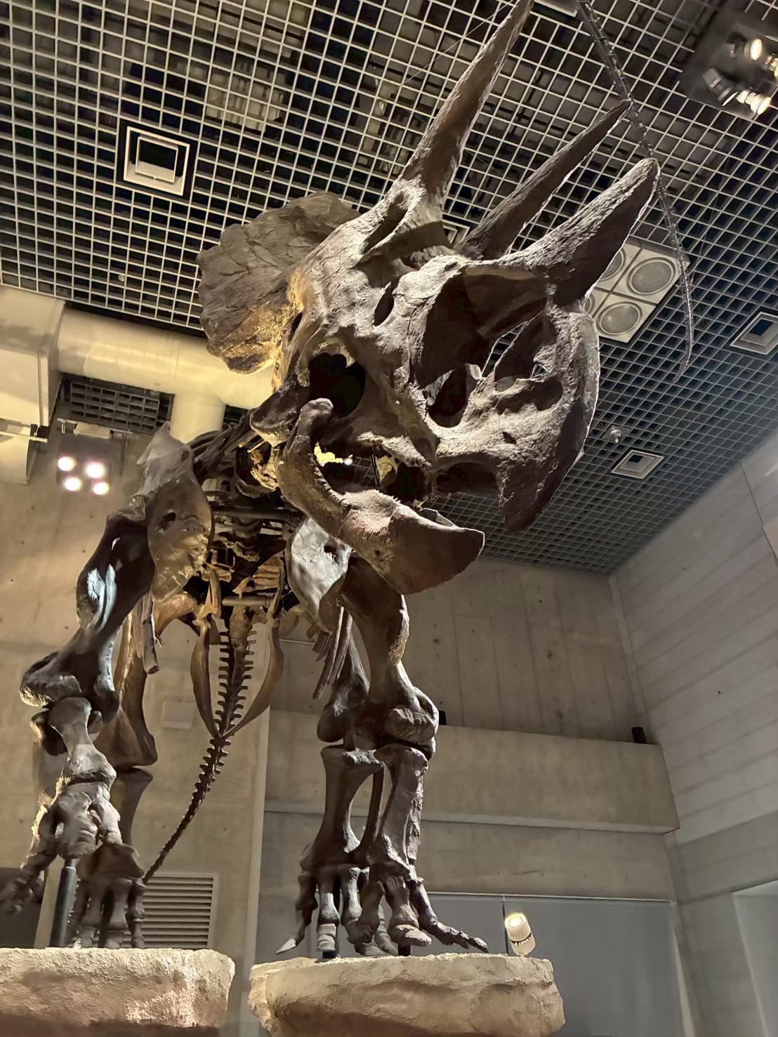 国立科学博物館🦕