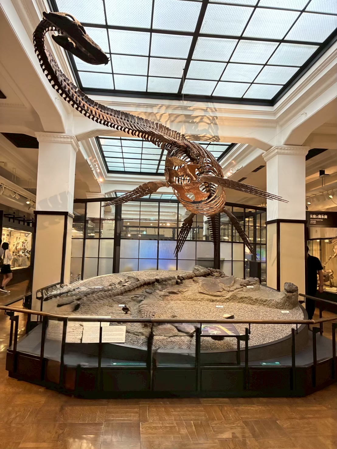 国立科学博物館🦕