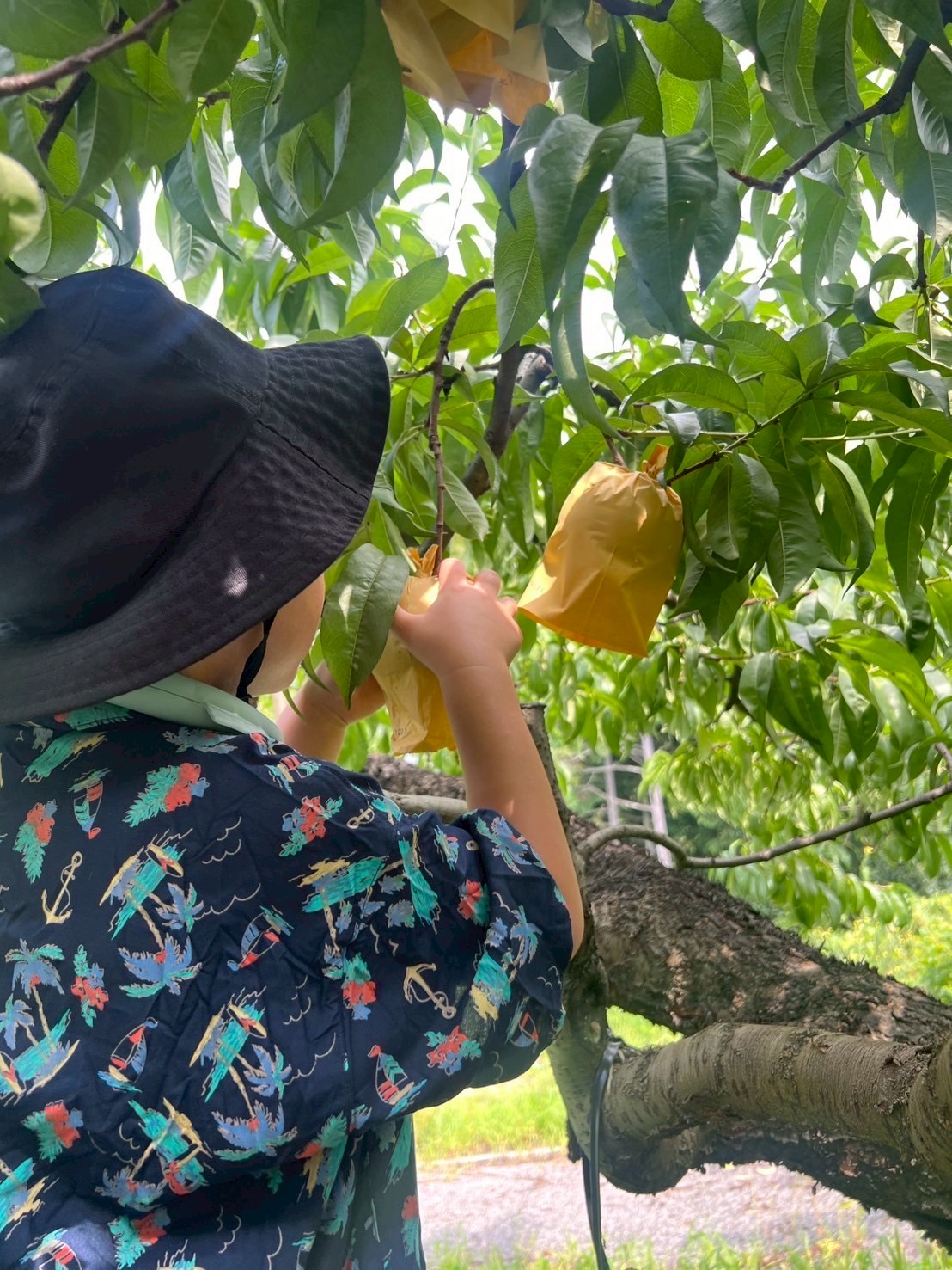 夏の果物といえば…