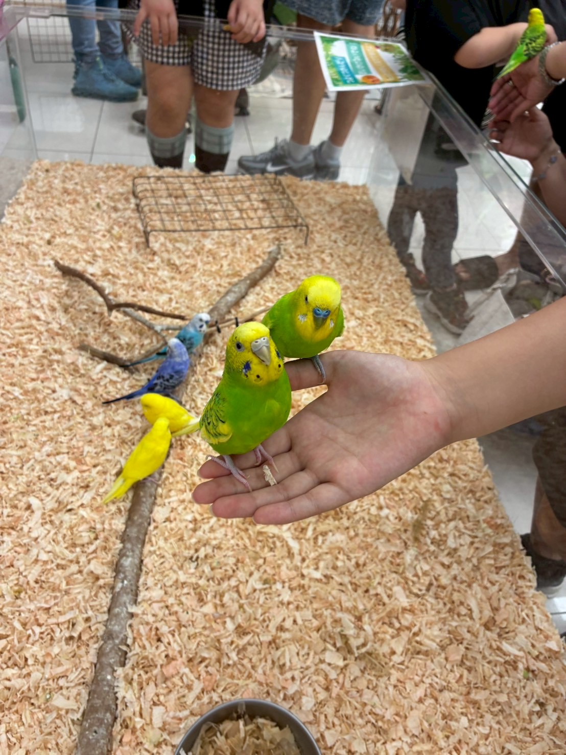 動物たちに癒されました🐤🐰🐸