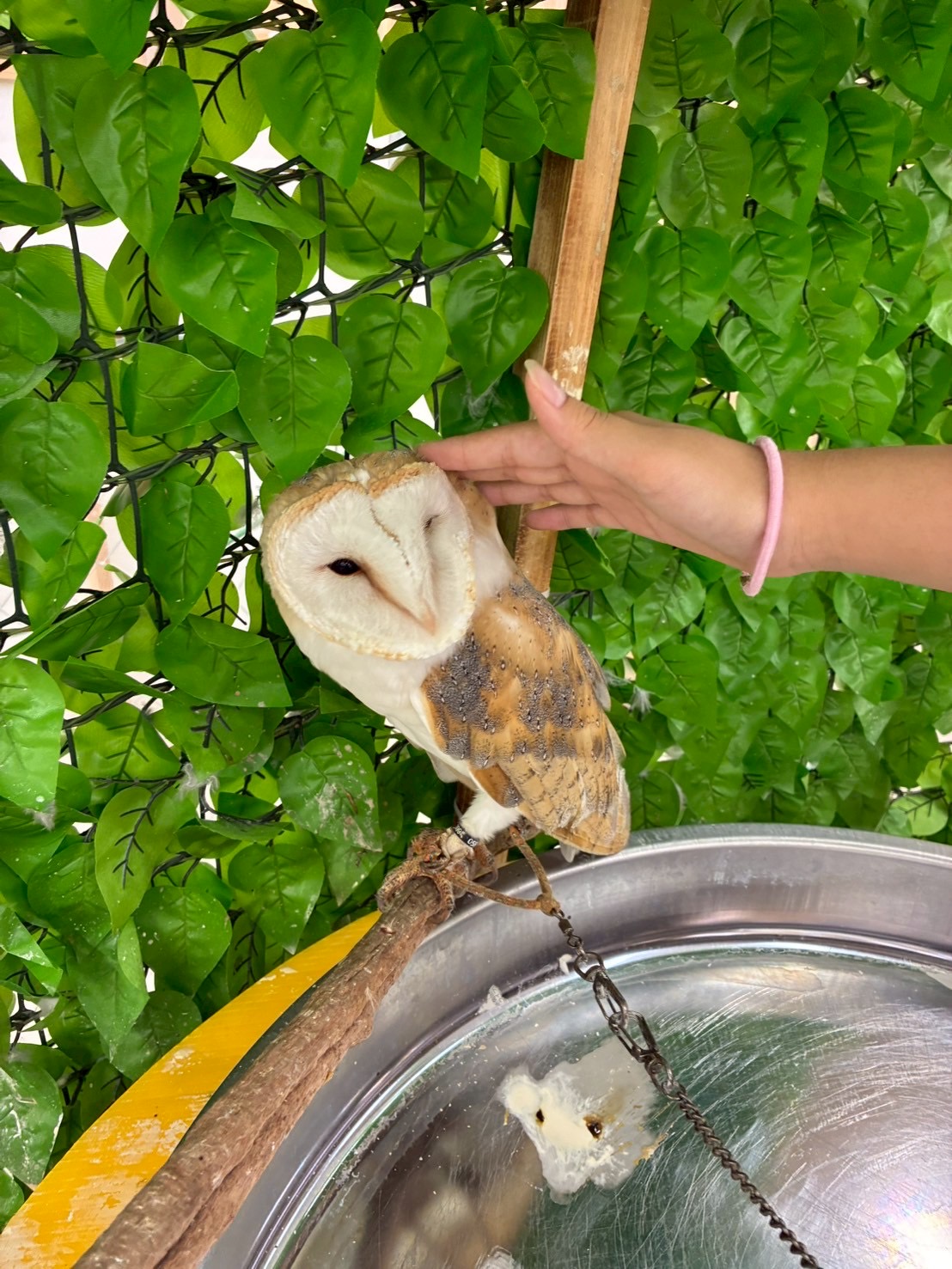 動物たちに癒されました🐤🐰🐸