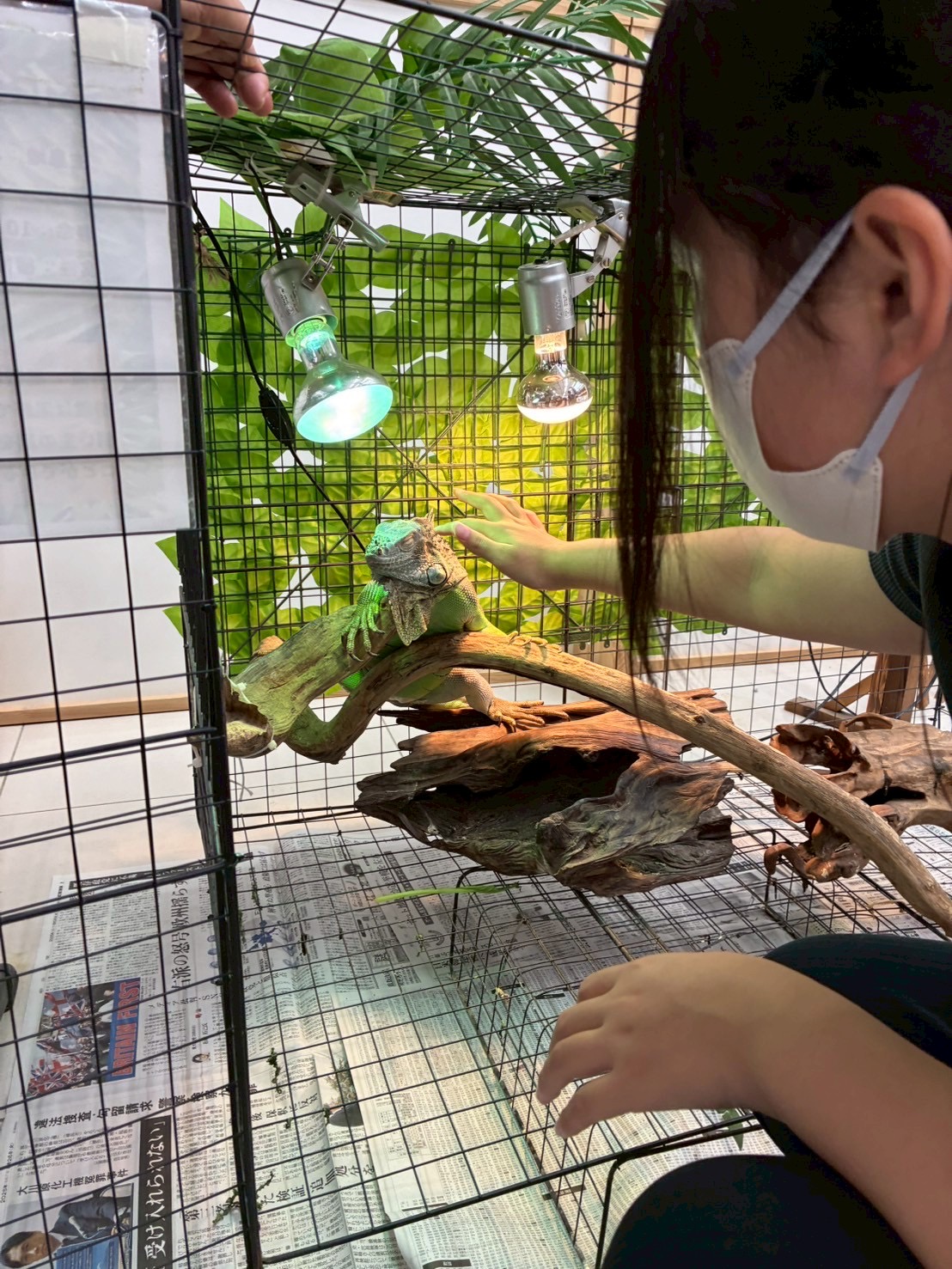 動物たちに癒されました🐤🐰🐸