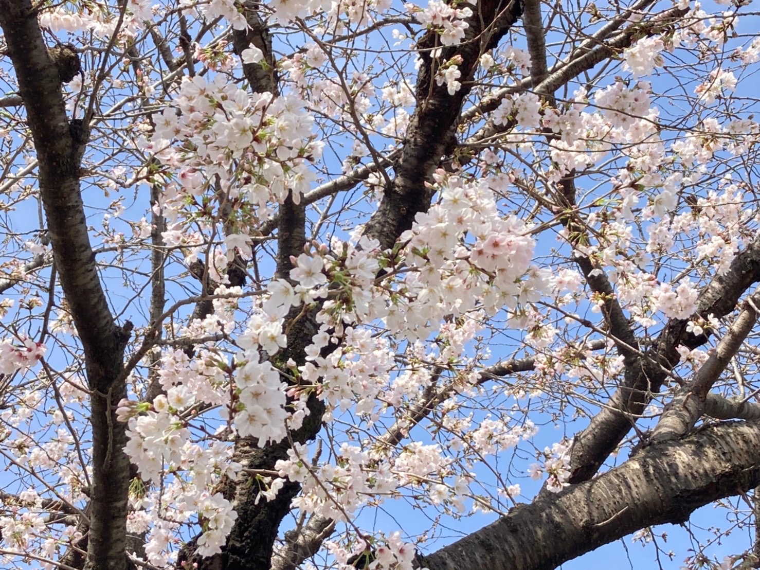 お花見の季節ですね?