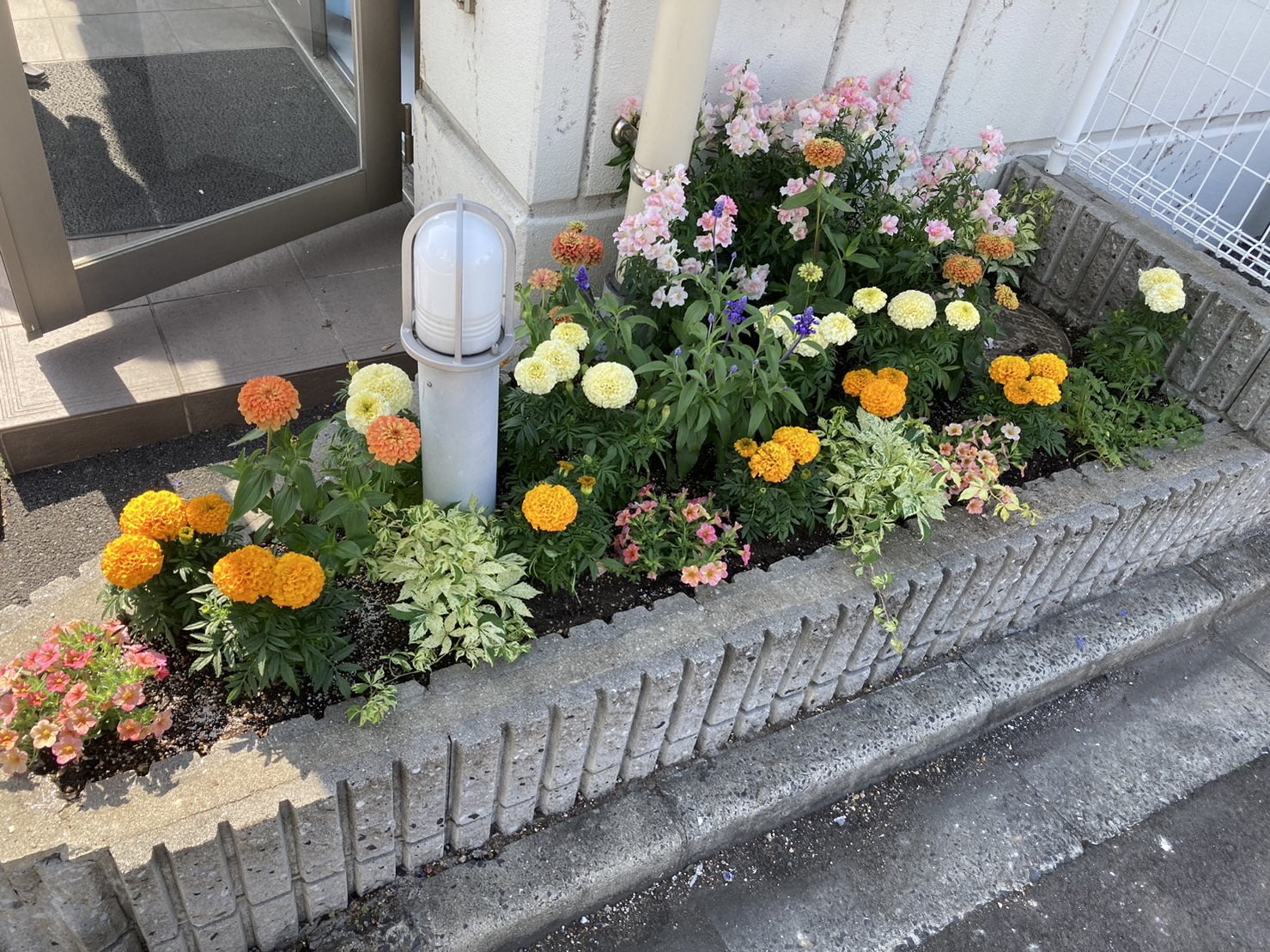 事務所の花壇の植え替えを行いました🌷