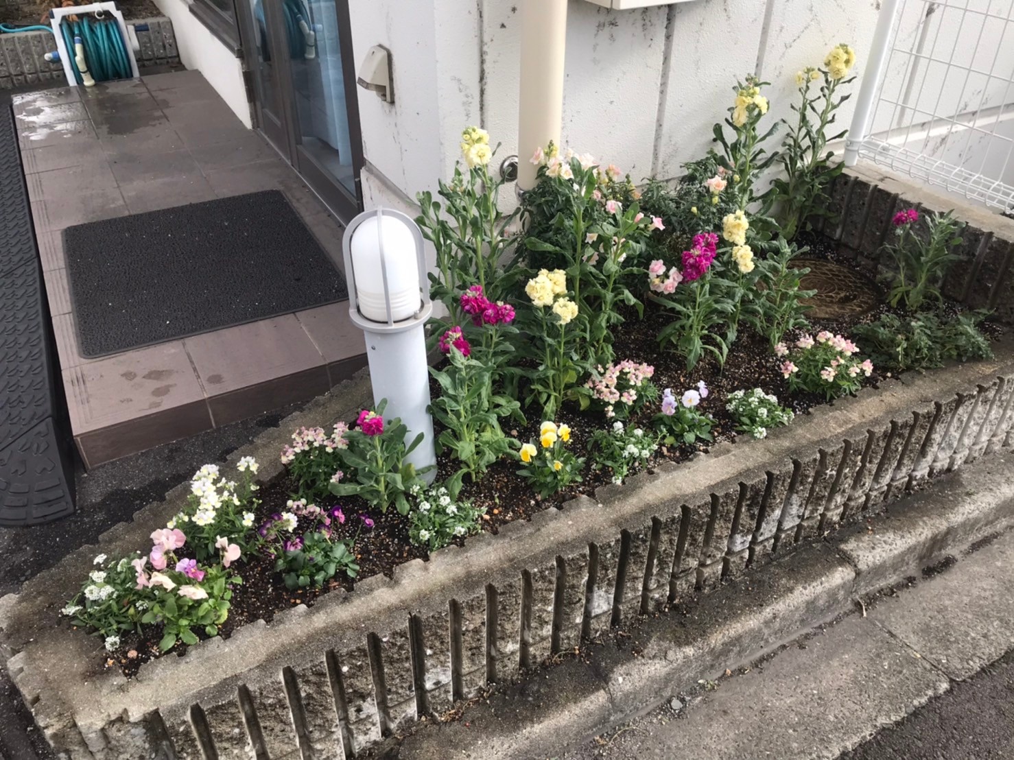 大塗屋の花壇の衣替えをしました🌼