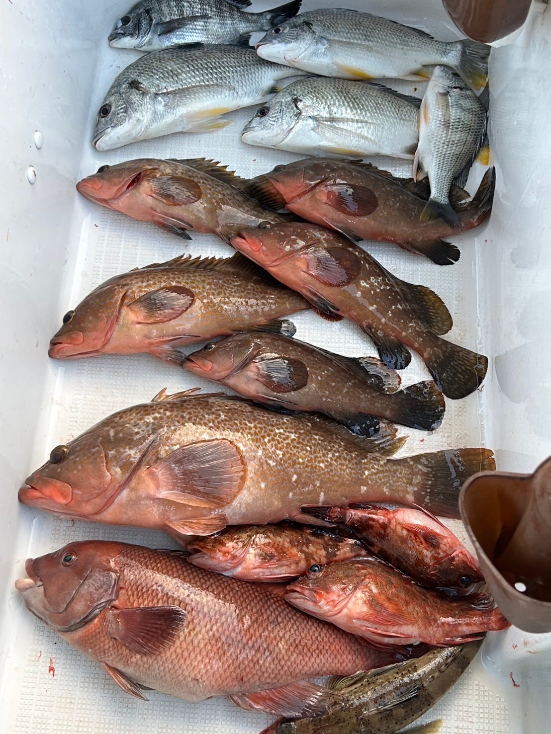 船釣りへ行ってきました🎣