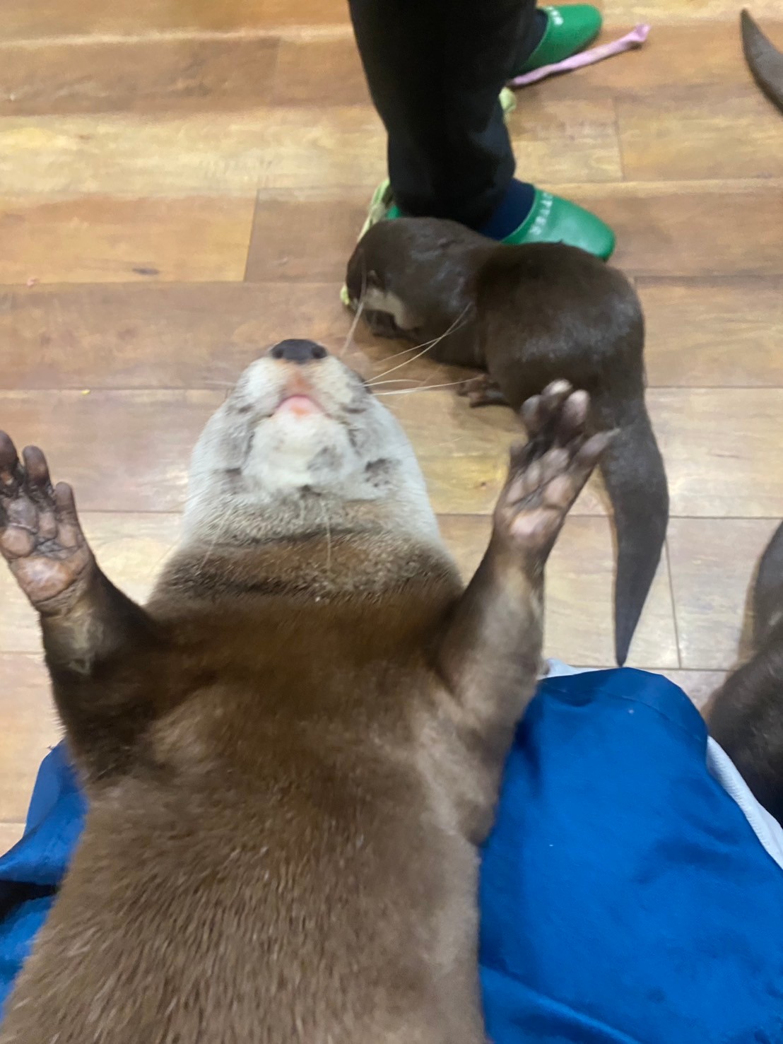 カワウソカフェに行ってきました！