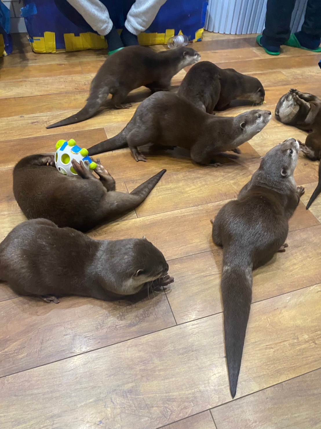 カワウソカフェに行ってきました！