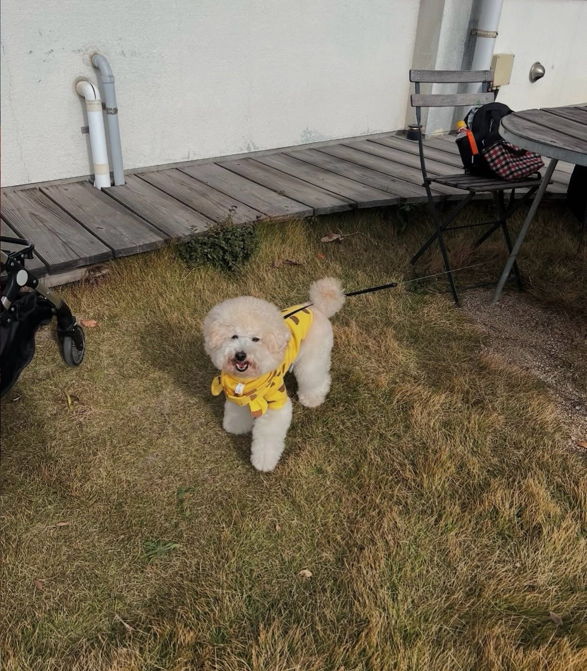 愛犬マロン🐶とお出かけ🚗