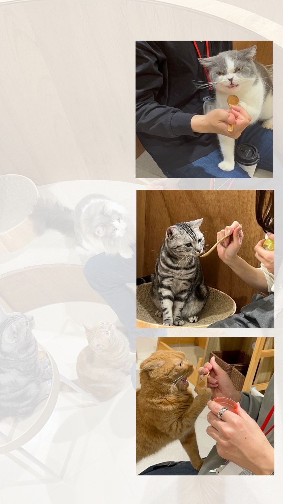 もふもふに癒されました😌