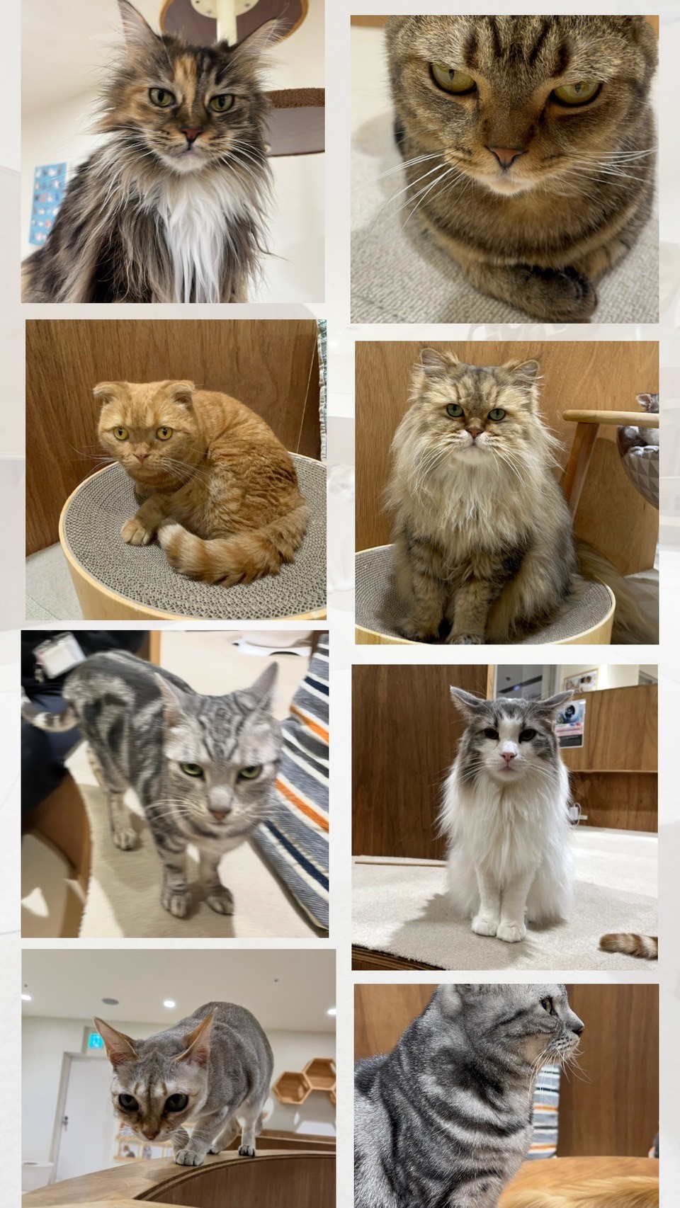 もふもふに癒されました😌