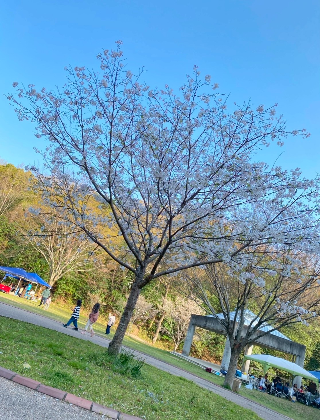 春を満喫🌸