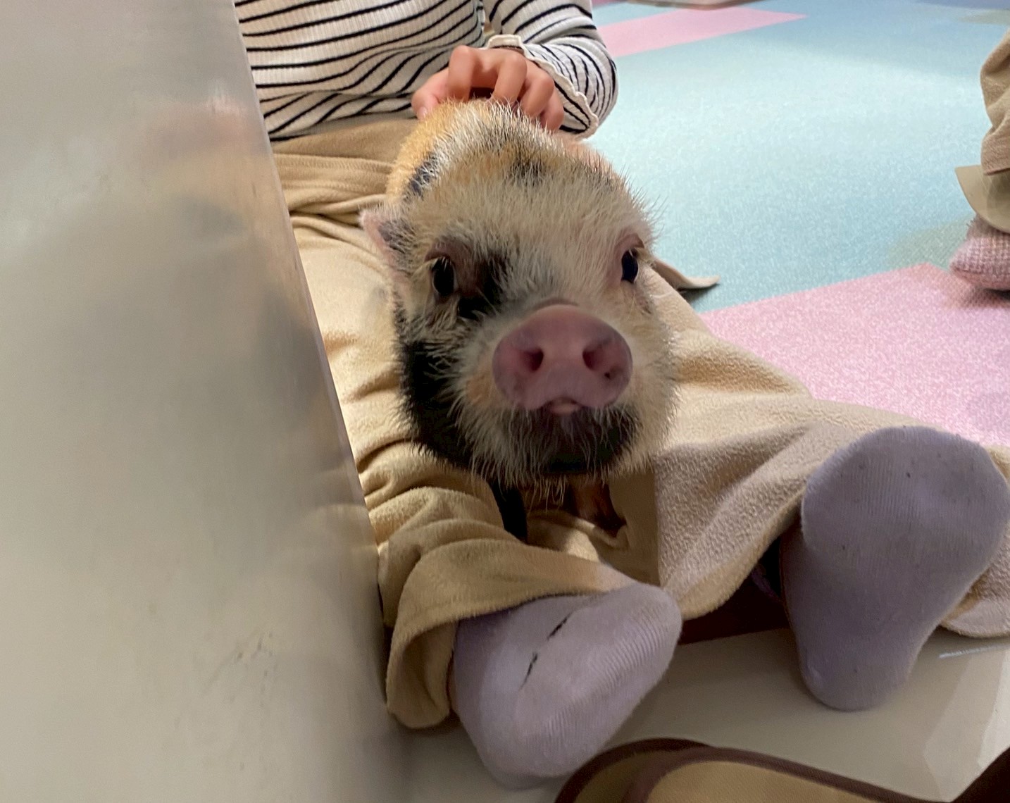マイクロブタさんカフェに行ってきました🐖