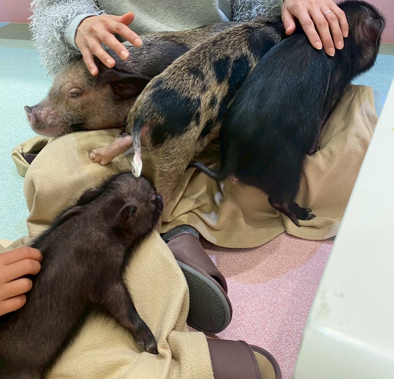 マイクロブタさんカフェに行ってきました🐖