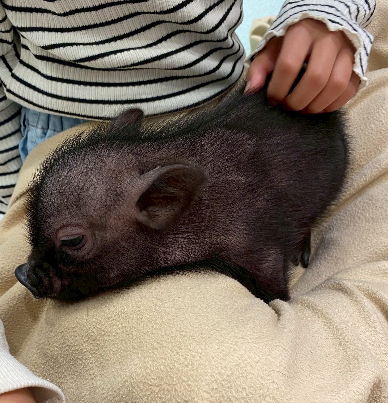 マイクロブタさんカフェに行ってきました🐖