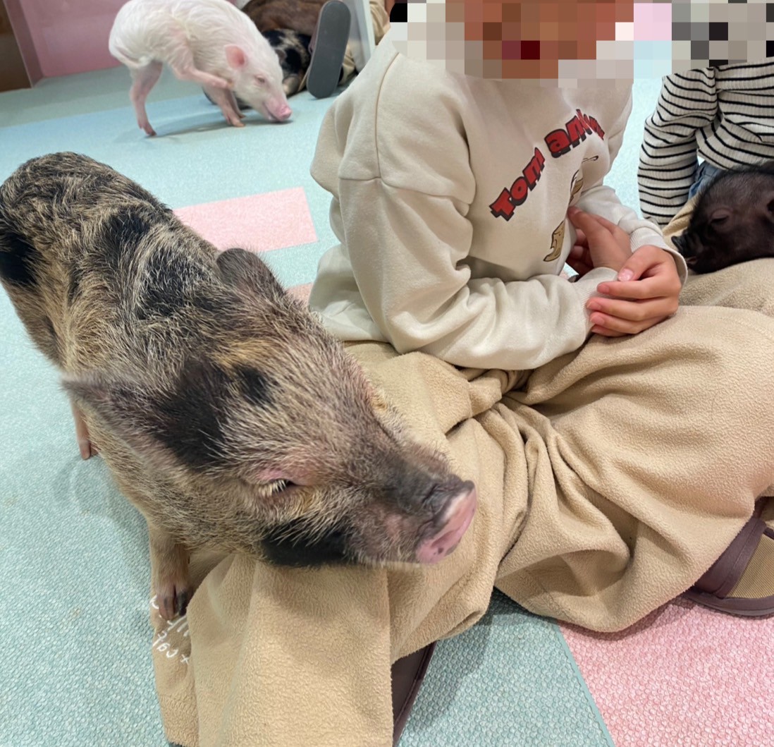 マイクロブタさんカフェに行ってきました🐖