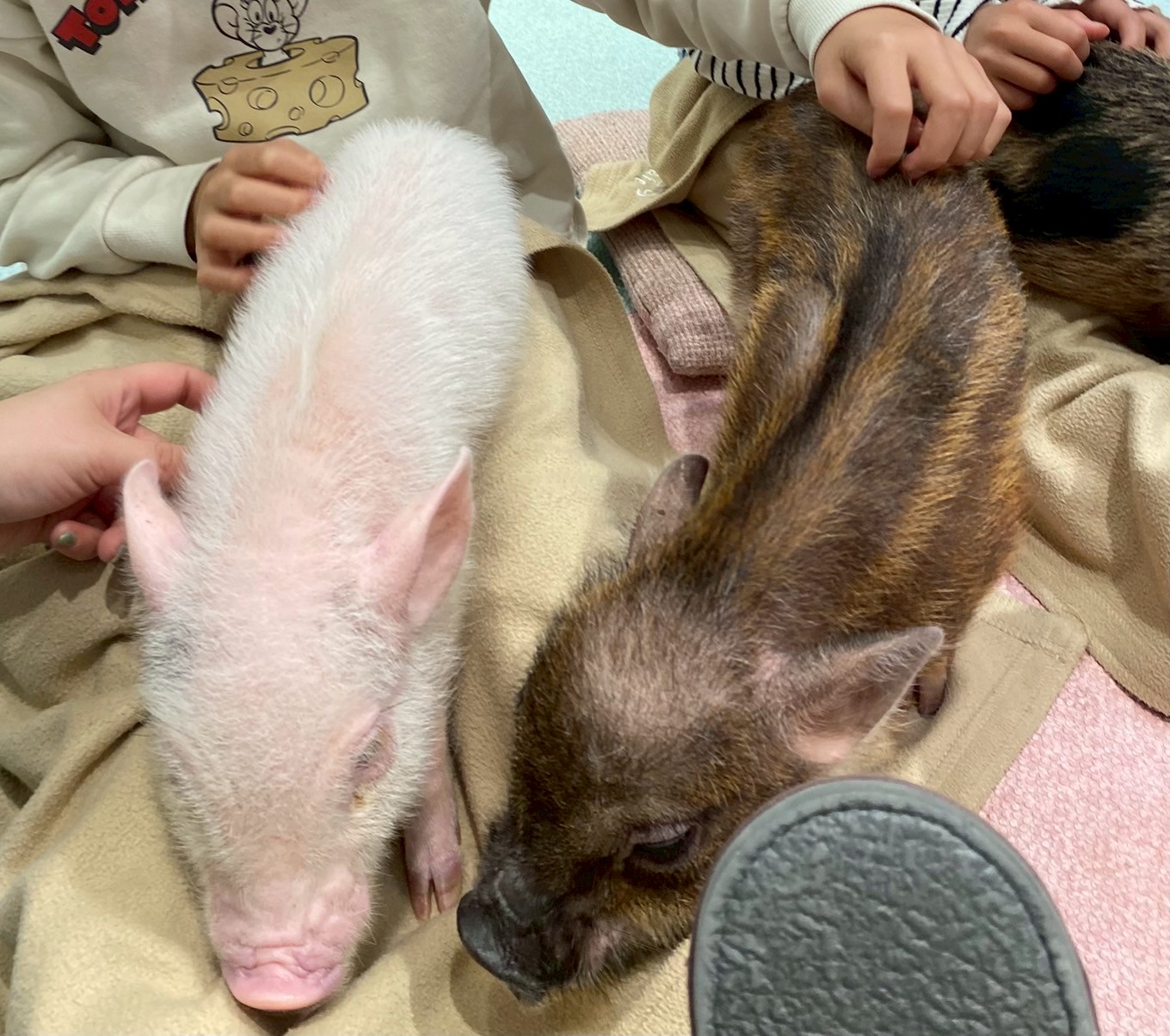 マイクロブタさんカフェに行ってきました🐖