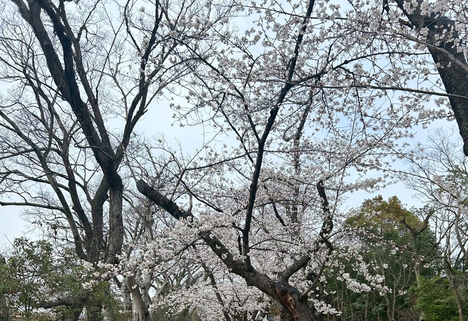 塗料って迷う！