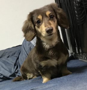 家族紹介🐕🐈