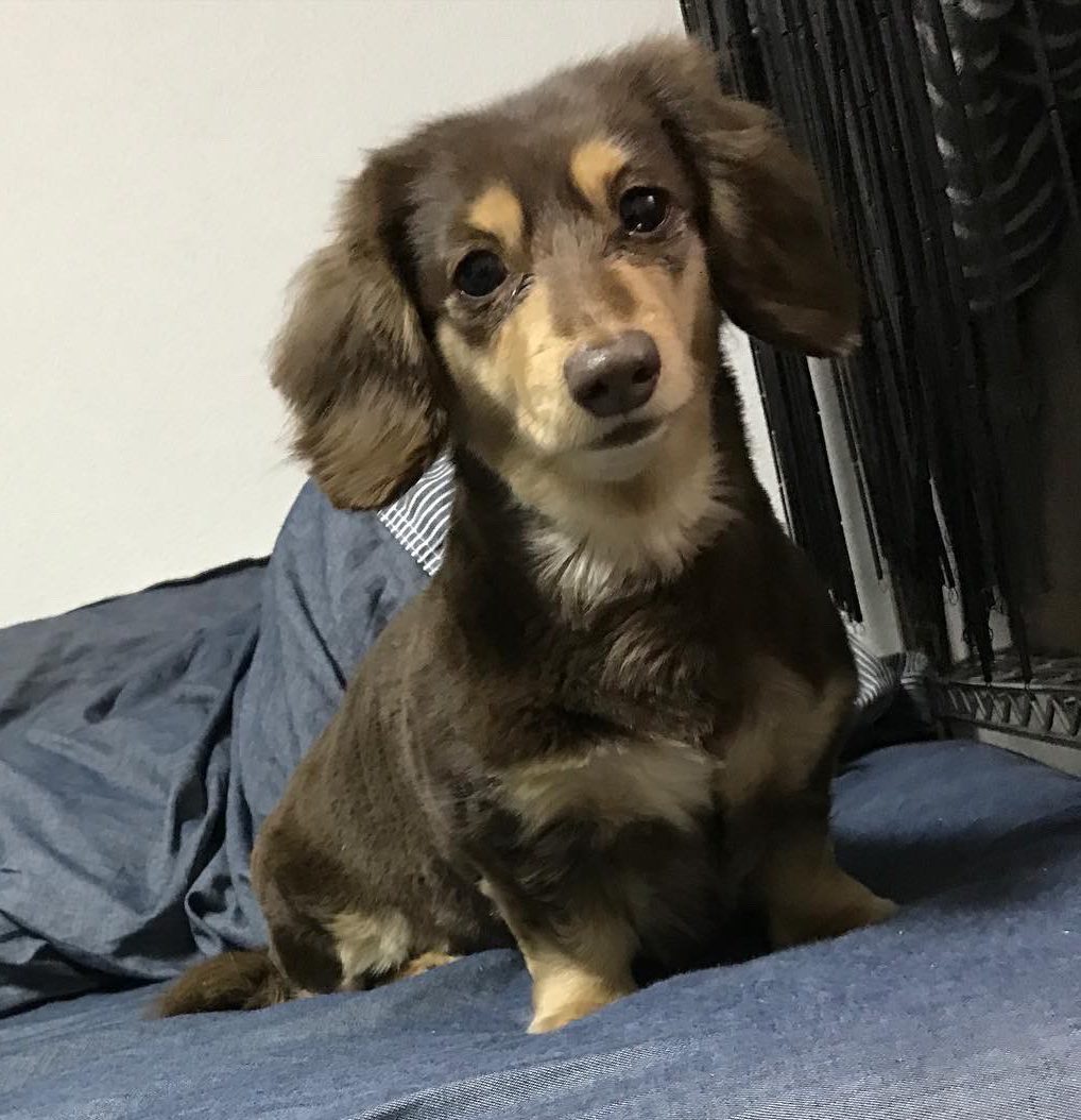 家族紹介🐕🐈
