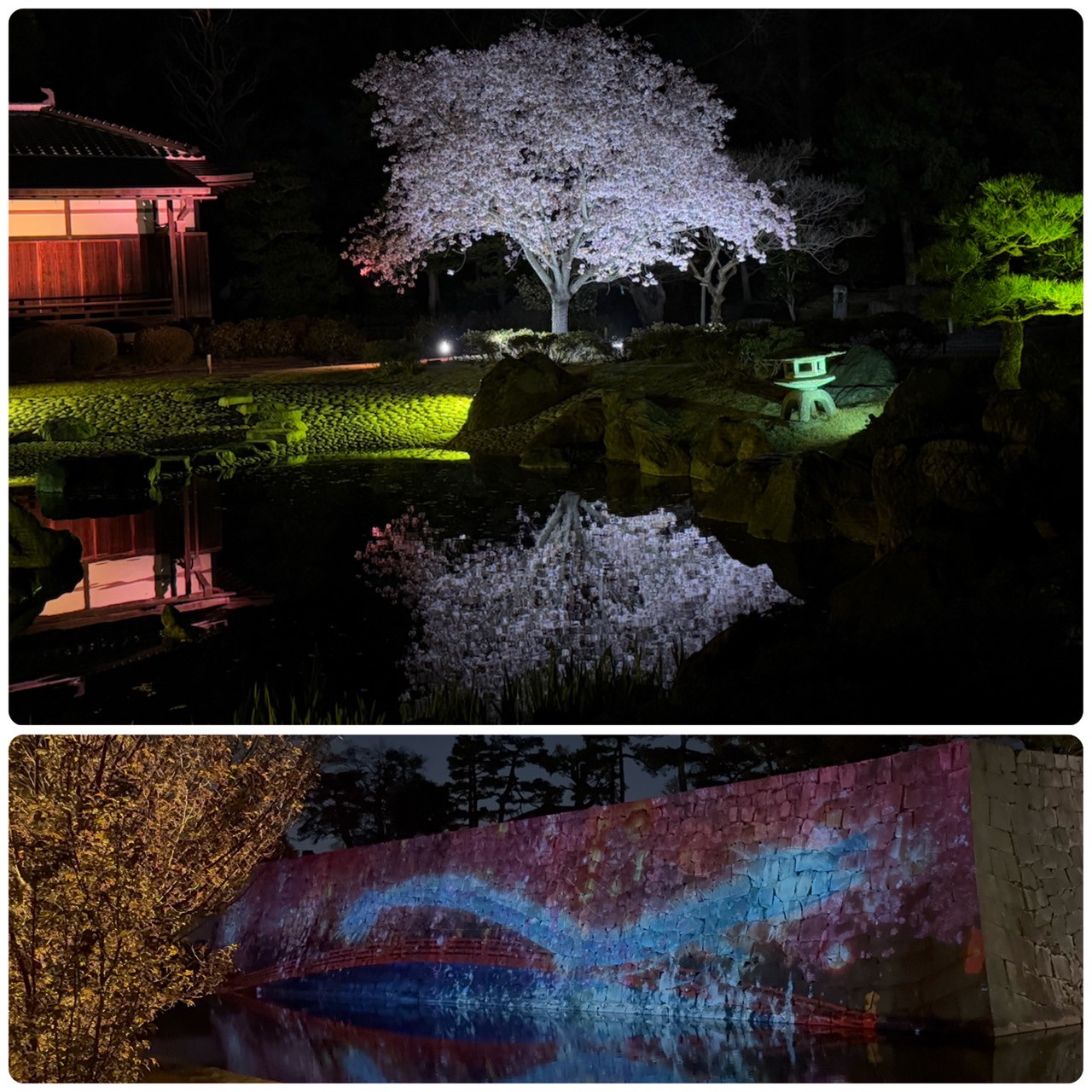 お花見備忘録🌸