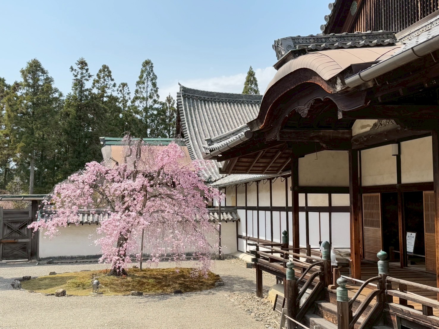 お花見備忘録🌸