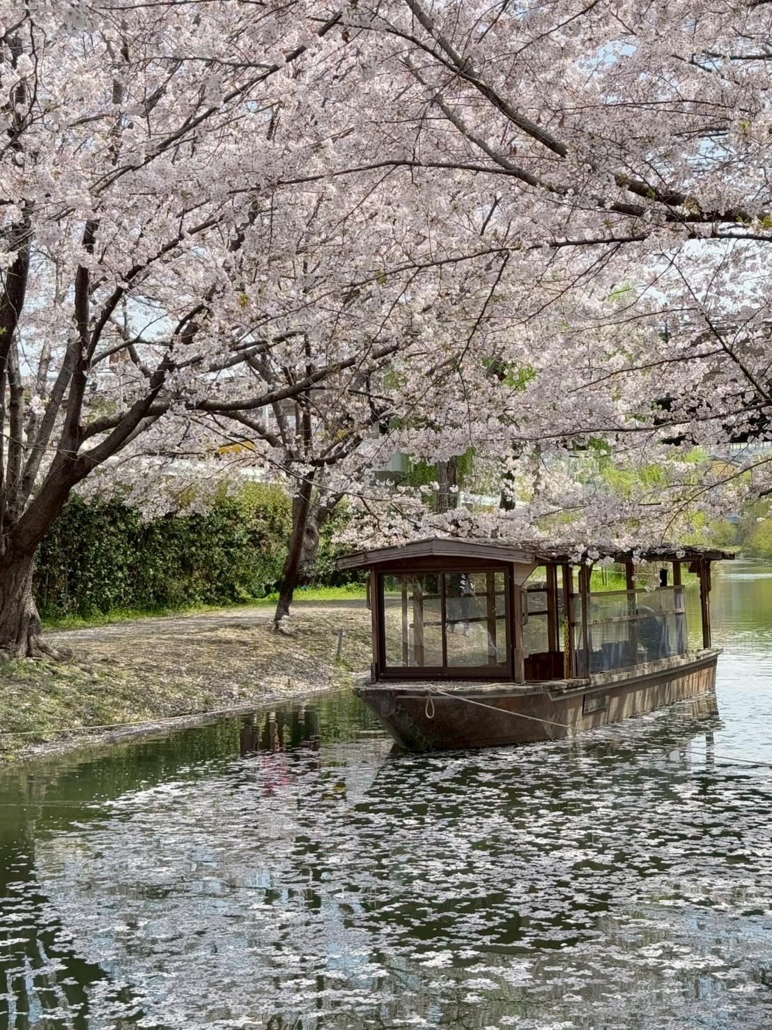 お花見備忘録🌸