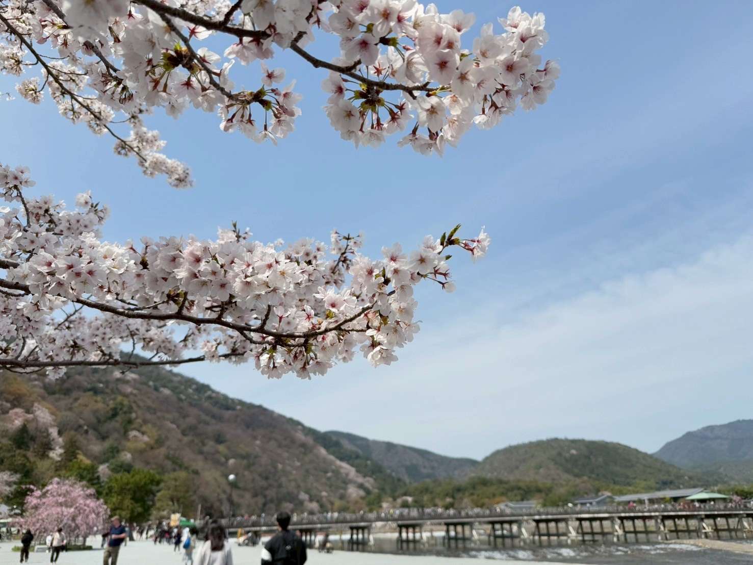 お花見備忘録🌸