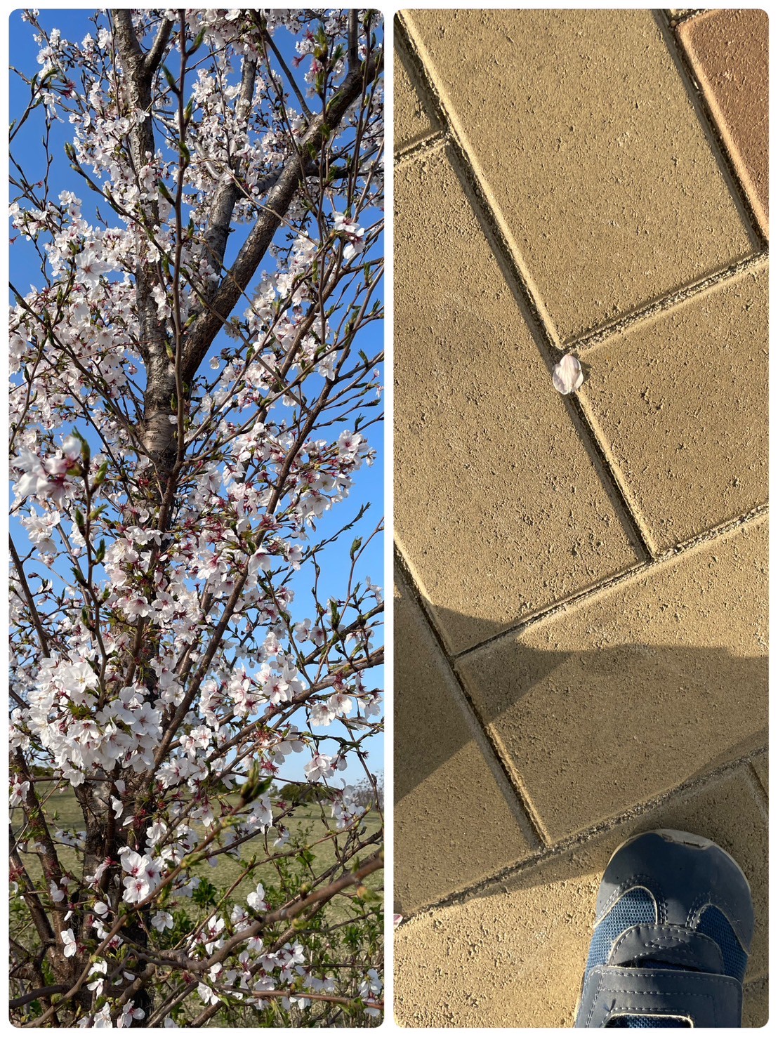 春の行楽🌸